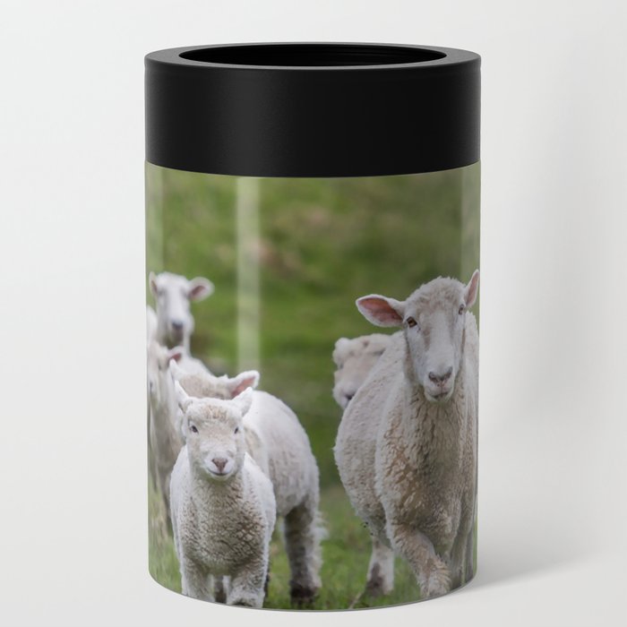 Flock Sheep Lambs Can Cooler