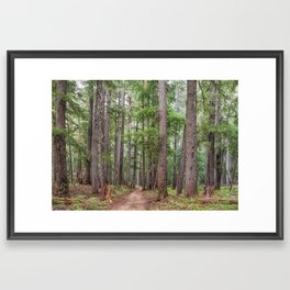 Forest Trail, Pacific Northwest, Washington State Framed Art Print