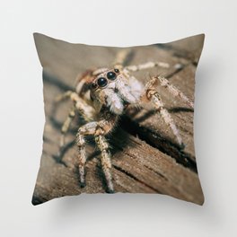 Don't Step on a Crack! Macro Jumping Spider Photograph Throw Pillow