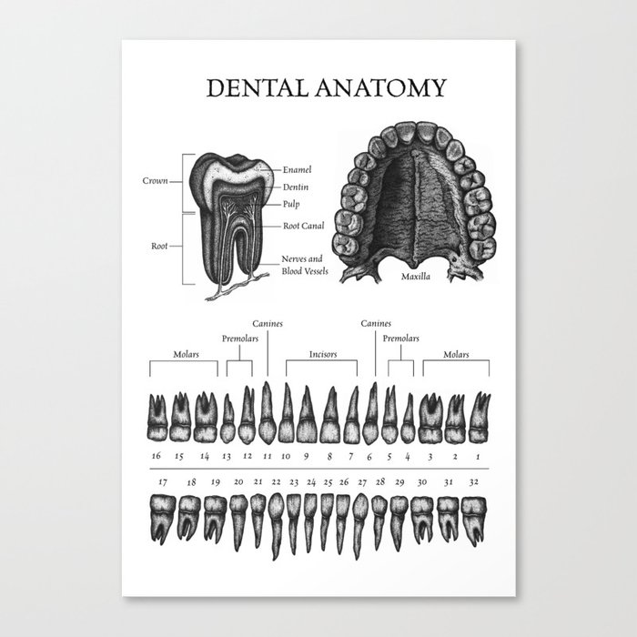 Dental Anatomy Canvas Print by Andrea Giribaldi | Society6