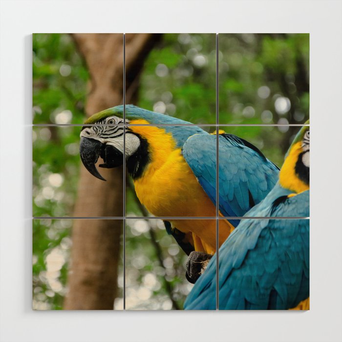 Macaws Wood Wall Art