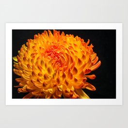 Chrysanthemum Flame Art Print