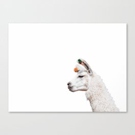 Funny llama portrait white background Bolivia  Canvas Print