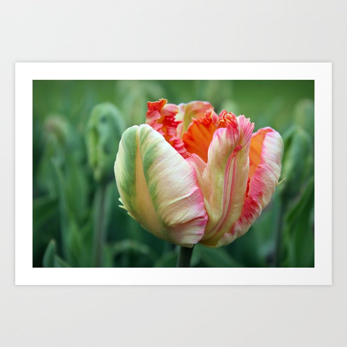 Apricot Parrot Tulip Art Print By Josephskompski Society6