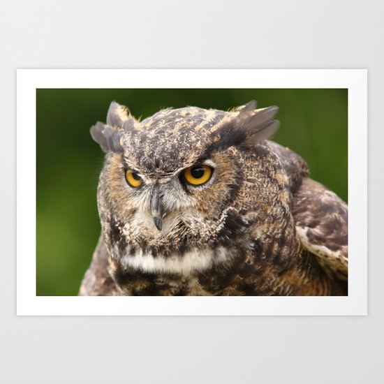 Great Horned Owl Art Print