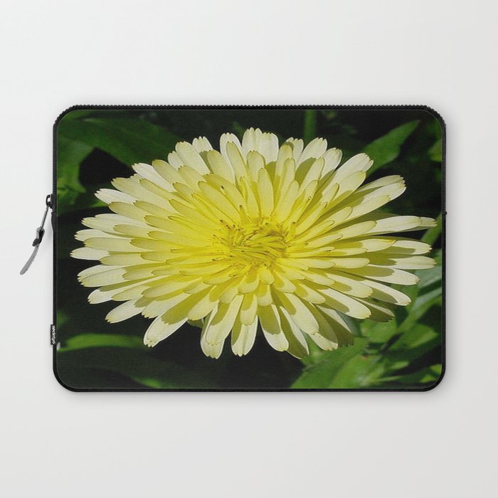 Pale Yellow Mary Bud Marigold With Garden Background  Laptop Sleeve