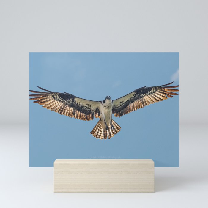 Osprey in Montana Mini Art Print