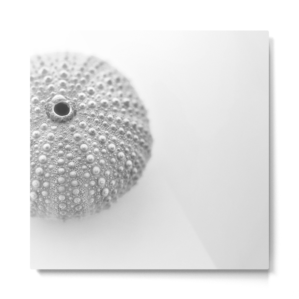 Urchin Black and White Metal Print by mscottphotography