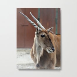 Eland Antelope Metal Print