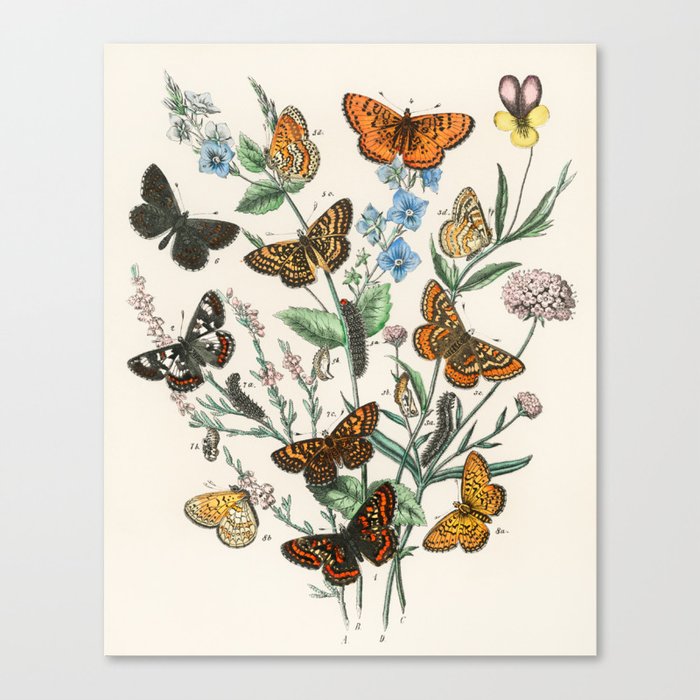 Butterflies and Flowers Cottagecore Forest Art Scientific Illustration William F Kirby Canvas Print