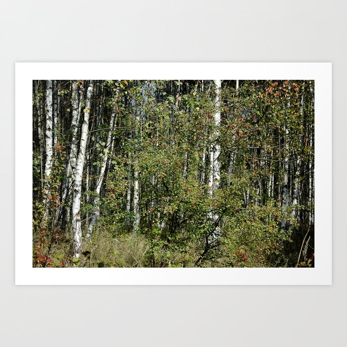 Birch Trees Art Print