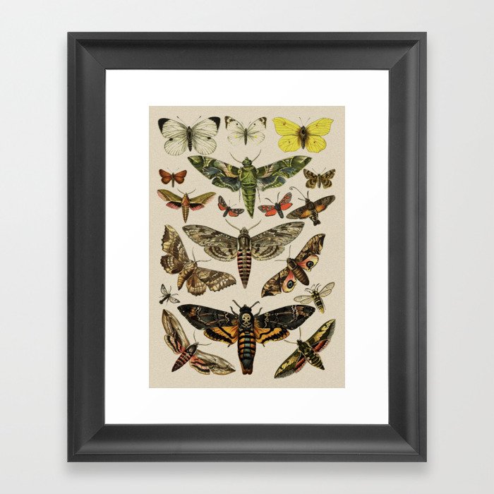 Vintage Scientific Moth Chart Framed Art Print
