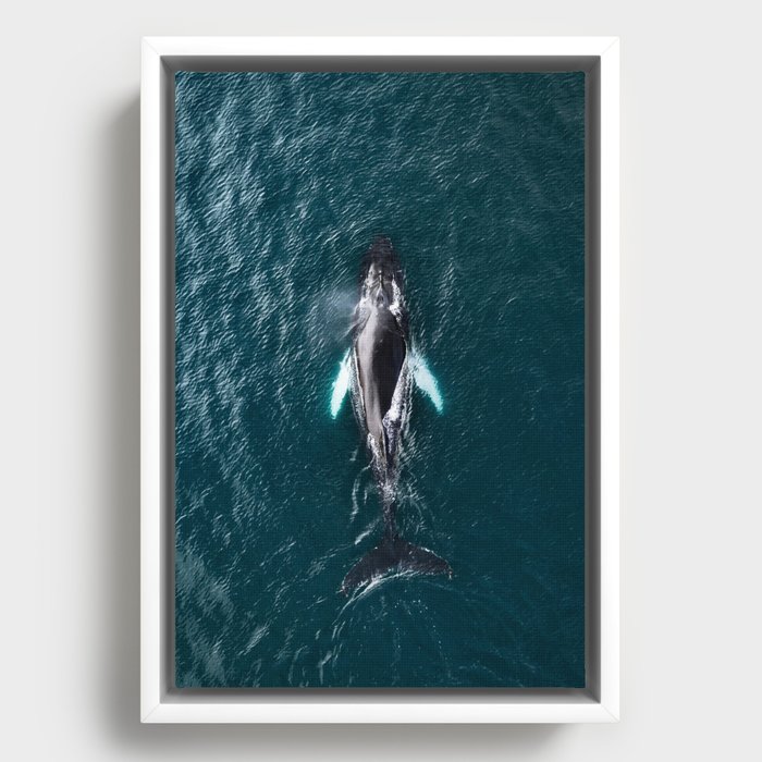 Humpback Whale in Iceland - Wildlife Photography Framed Canvas