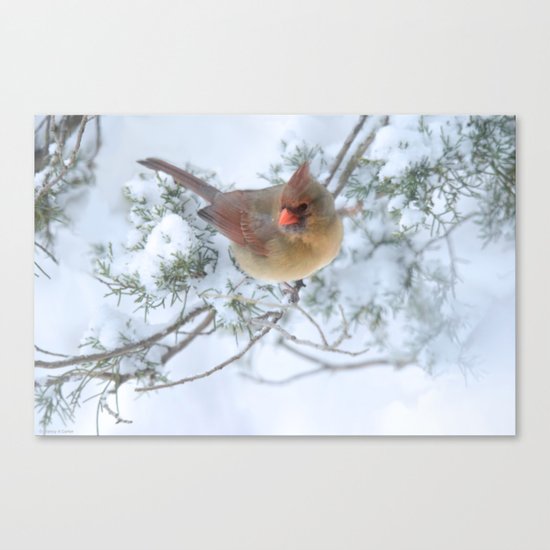 Drifting (Northern Cardinal) Canvas Print
