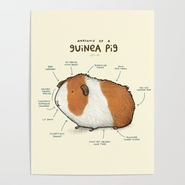 Anatomy of a Guinea Pig Poster