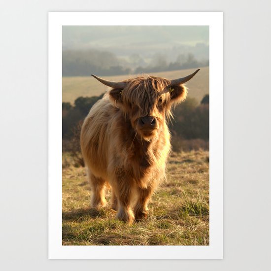 Young Highland Cow Art Print