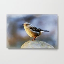 Plumbeous Redstart Metal Print