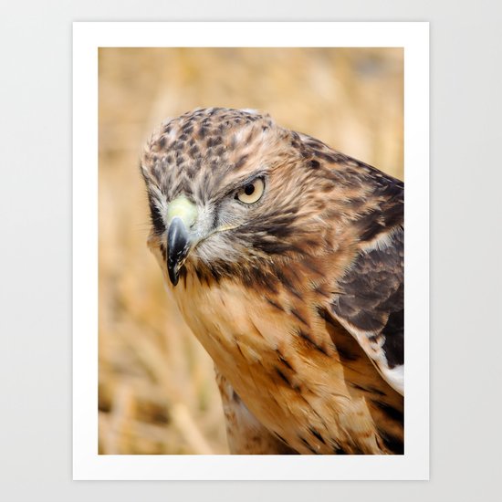 Red Kite Art Print