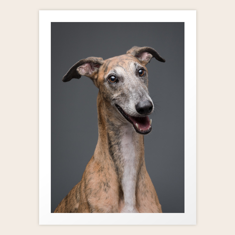 skinny greyhound