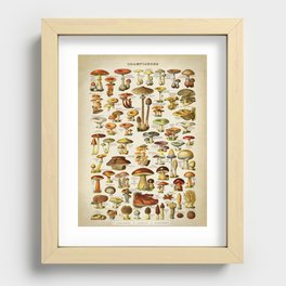 Mushrooms Botanist, Vintage Old School chart Style Recessed Framed Print