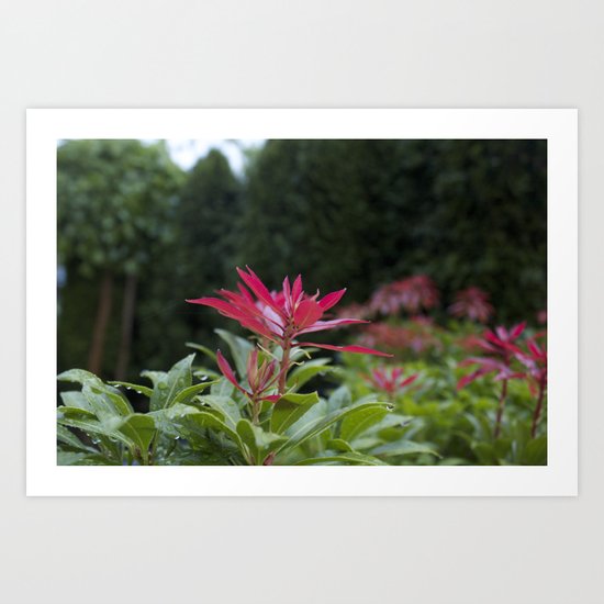 Green and Red, just like Christmas Art Print