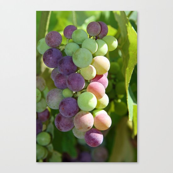 Wine on the Vine Canvas Print