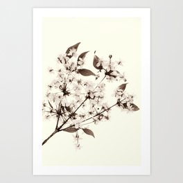 Flowers - Sepia Art Print