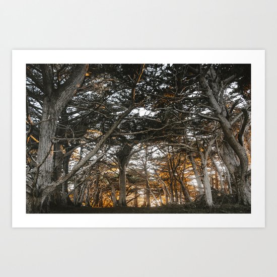 Golden Light Through The Trees Art Print