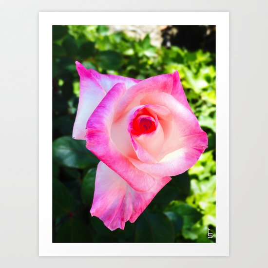 Pink & White, What a Double Delight! Art Print