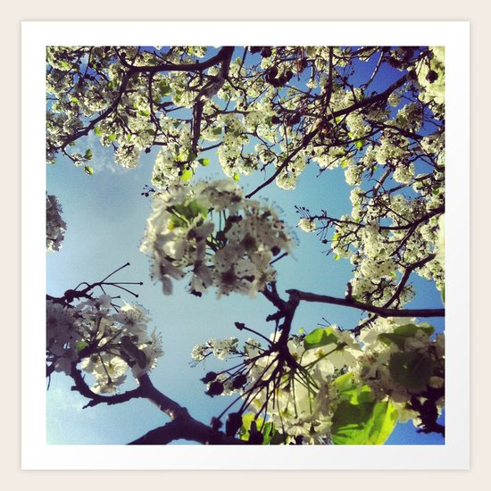 Spring Blossoms Art Print