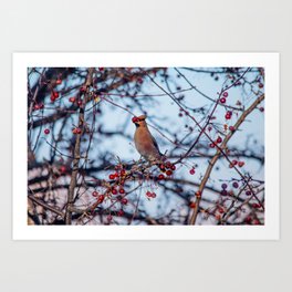 January 2024 Waxwing with berry Art Print