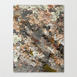 lichen 01 Canvas Print