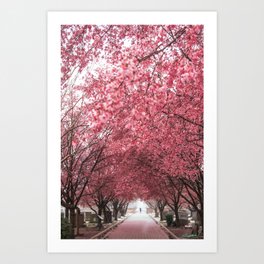Okame Cherry Blossoms in DC Art Print