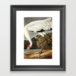 Whooping Crane, Birds of America by John James Audubon Framed Art Print