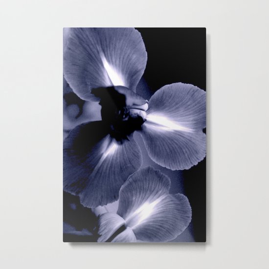 Iris 2 Metal Print