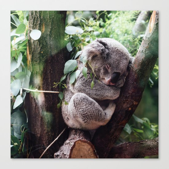 Cute Koala relaxing in a Tree Canvas Print