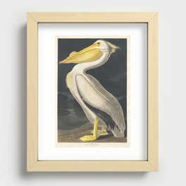 American White Pelican from Birds of America by John James Audubon Recessed Framed Print
