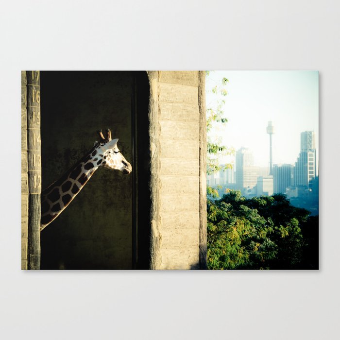 Giraffe (Taronga Zoo Sydney) - The View From My Room Canvas Print