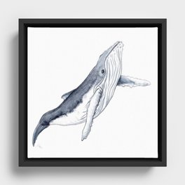 Baby humpback whale for children kid baby Framed Canvas