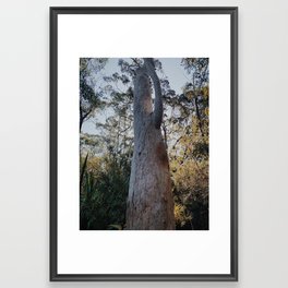 Amongst the Gumtrees Framed Art Print
