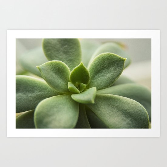 Succluent sunshine Art Print