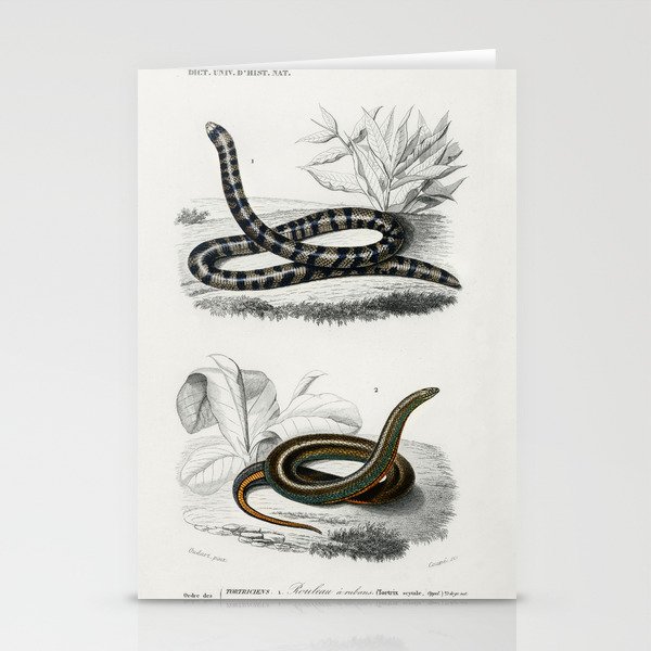 Anilius and Slug Eater Stationery Cards