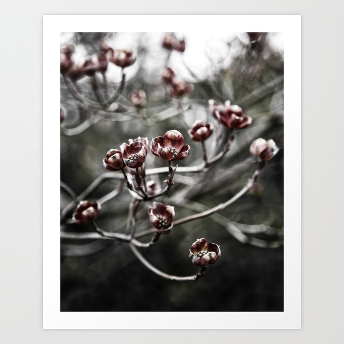 Burgundy Red Blossoms Art Print