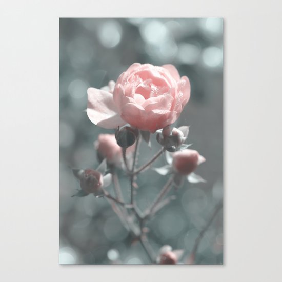 Romantic rose at Backlight- roses Canvas Print