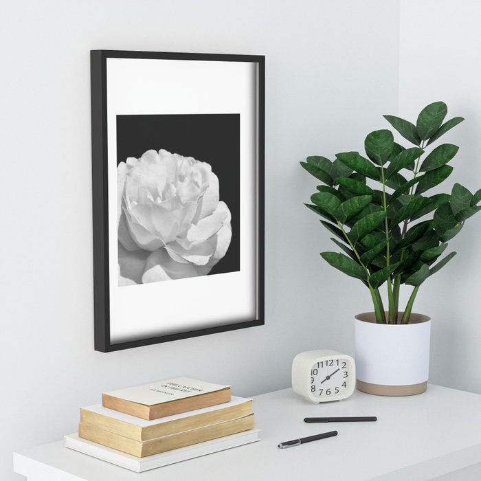 Beautiful white rose close-up flower on black Recessed Framed Print