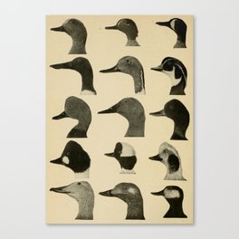 Vintage Duck Heads Canvas Print