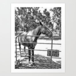 Beautiful horse waiting at a farm gate in Queensland Art Print