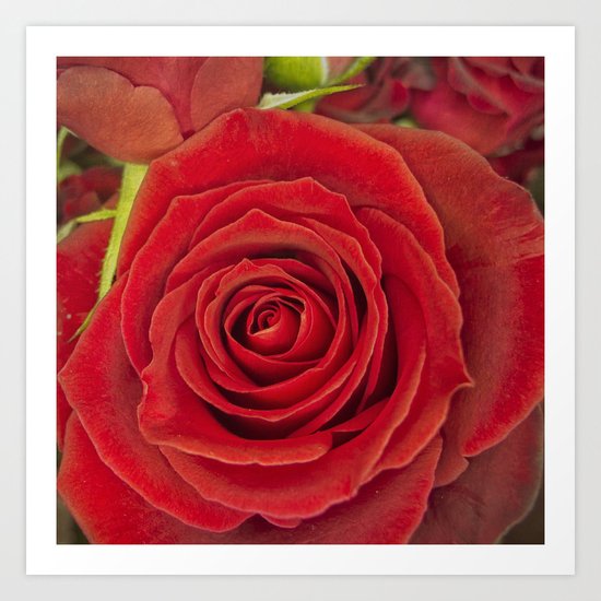 Red Rose for Love Art Print