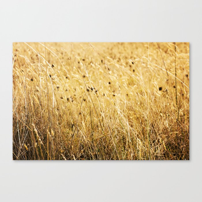 Fields of gold Canvas Print
