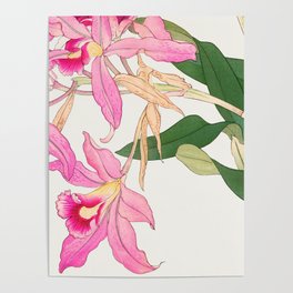 Vintage laelia flower Poster